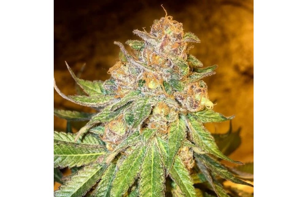 Tri County Purple Fem 11 pk