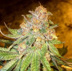 Feminized Hybrid Seeds