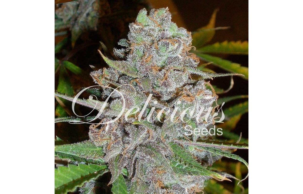 La Diva Auto Fem 5 pk