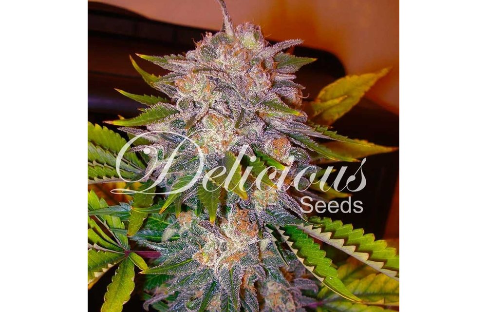 Caramelo Fem 5 pk
