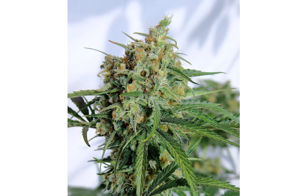 Dreamsicle Reg 12 pk