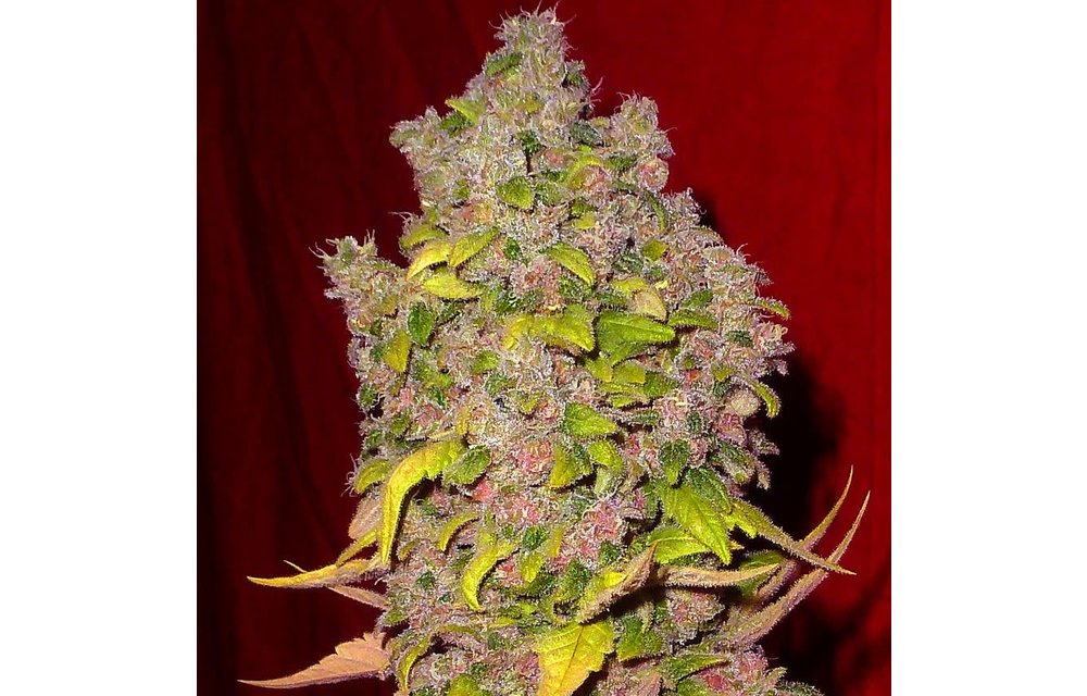 Amethyst Reg 10 pk