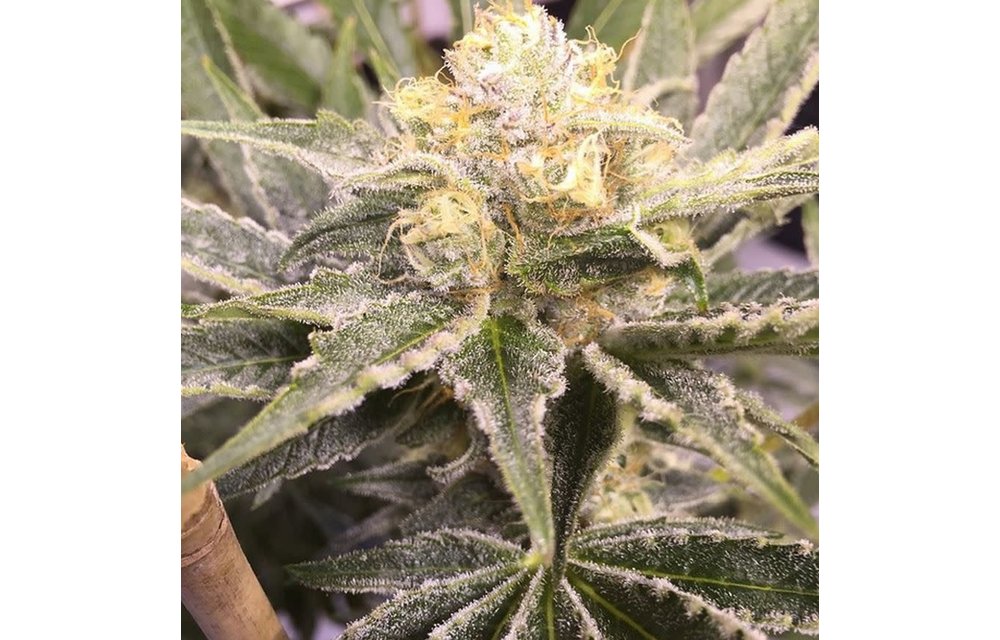 Baby Breath Reg 10 pk