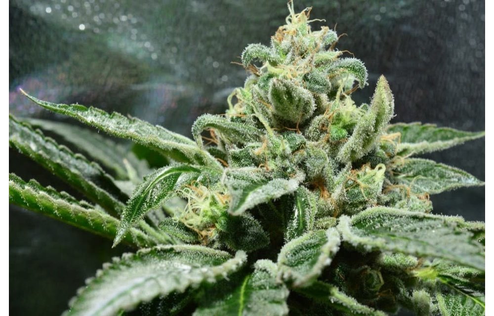 Blessings OG Reg 10 pk
