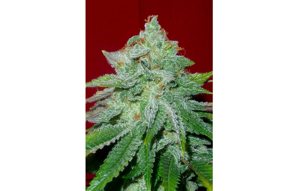 Starlet Kush Reg 10 pk