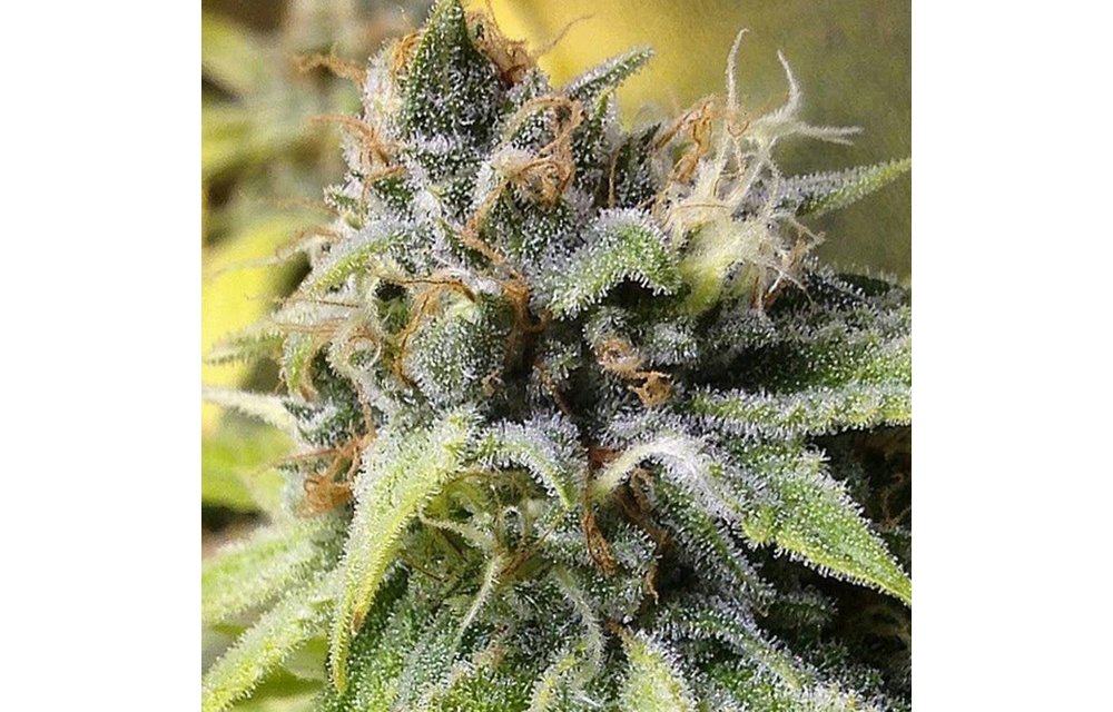 White Buzz Reg 10 pk