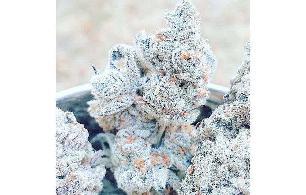 Jelly Breath S1 Fem 10 pk