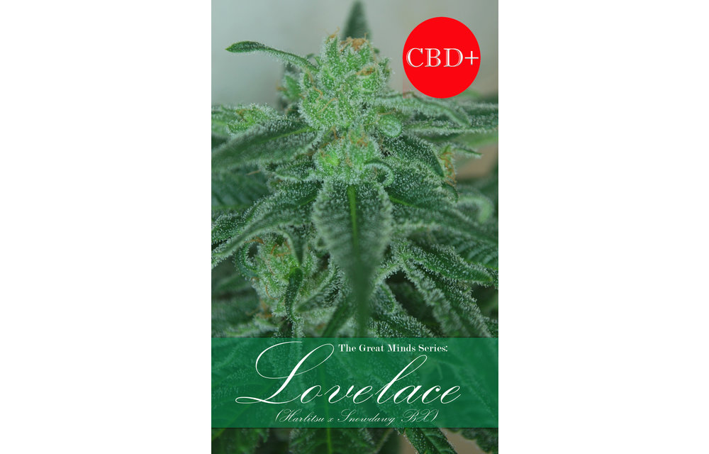 Lovelace Reg 10 pk