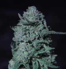 Products tagged with Kush