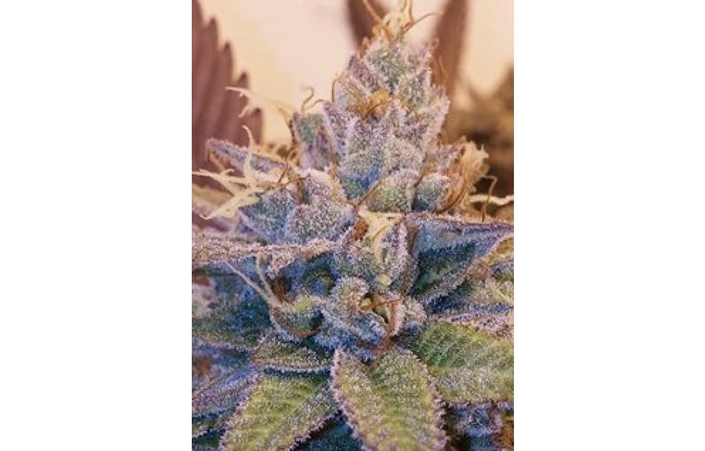 Viper City OG XIII Reg 12 pk