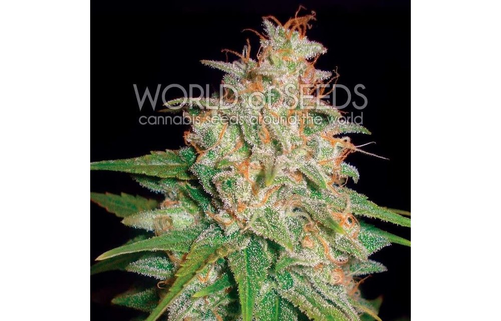 Mazar x White Rhino Fem 7 pk
