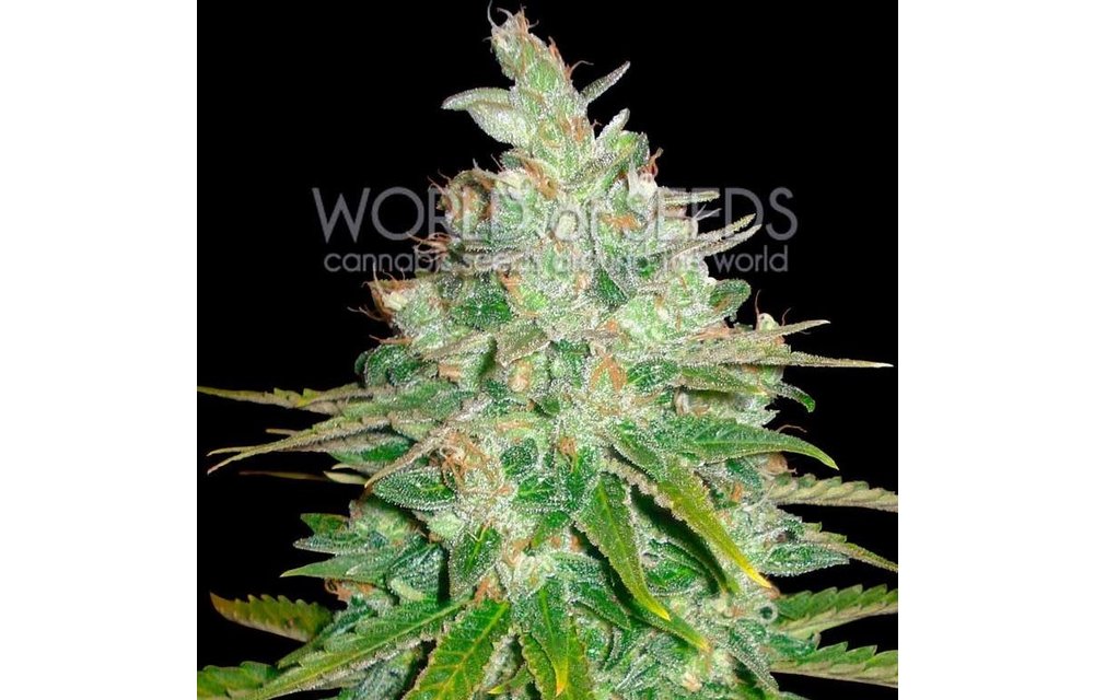Afghan Kush x Black Domina Fem 7 pk