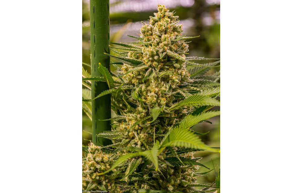 Princess Haze Reg 12 pk