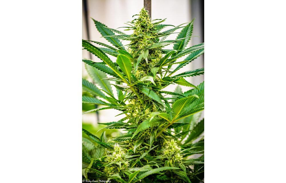 Durban x C99 Reg 12 pk