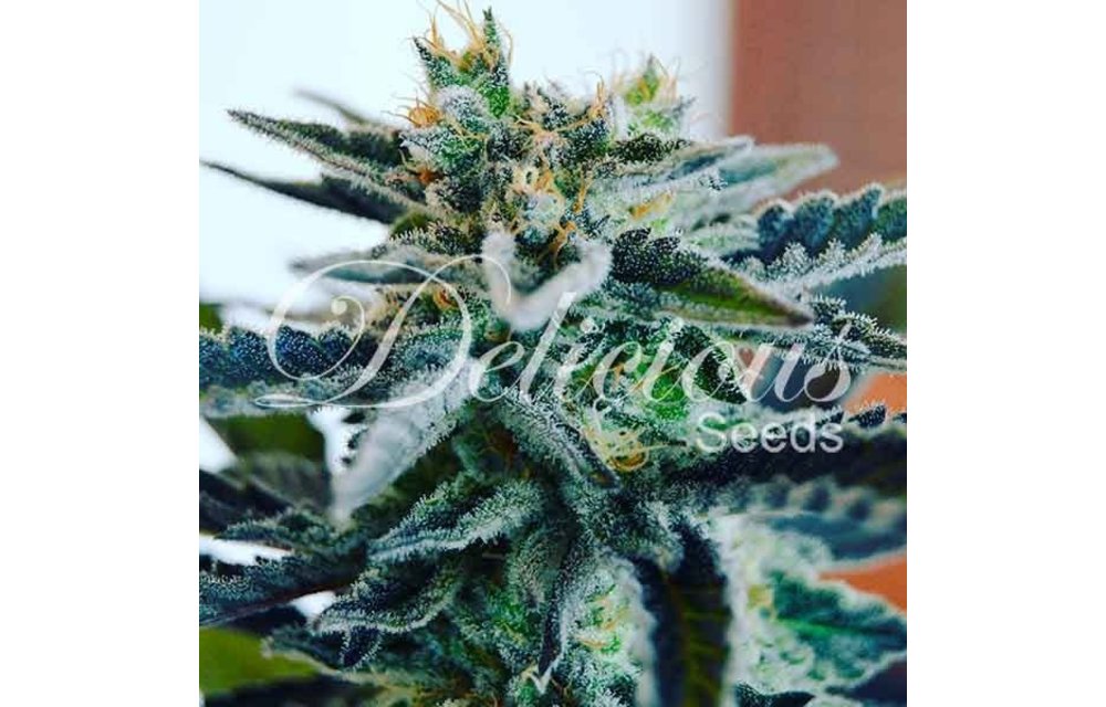 Sugar Black Rose Fem 5 pk