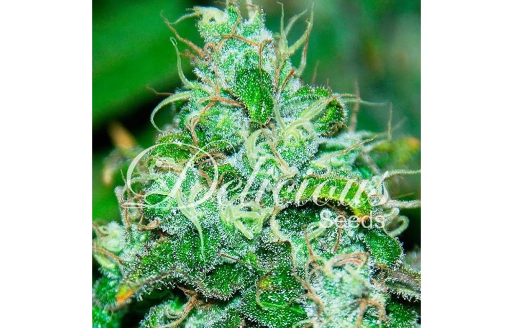 Fruity Chronic Juice Fem 5 pk