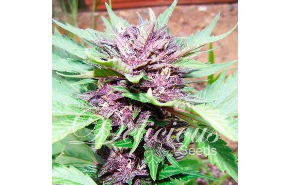 Auto Dark Purple Fem 5 pk