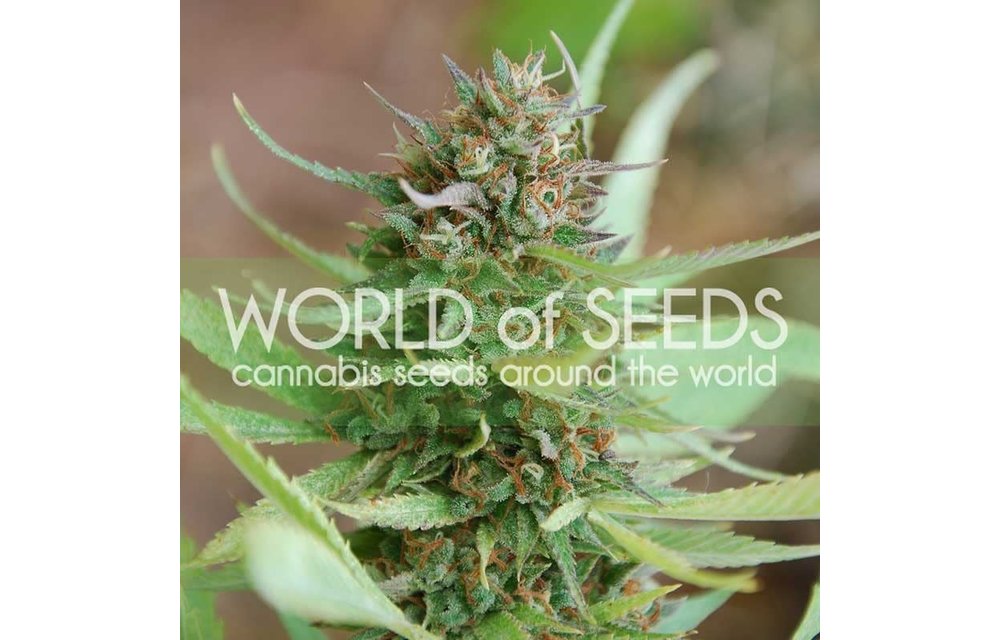 Strawberry Blue Fem 7 pk
