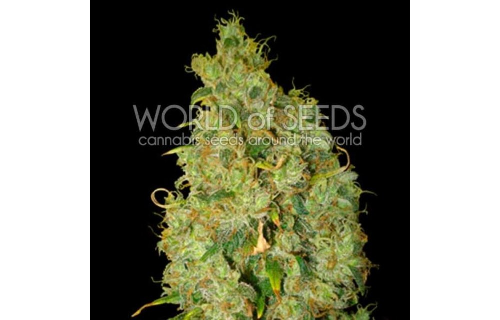 Northern Lights x Skunk Fem 7 pk