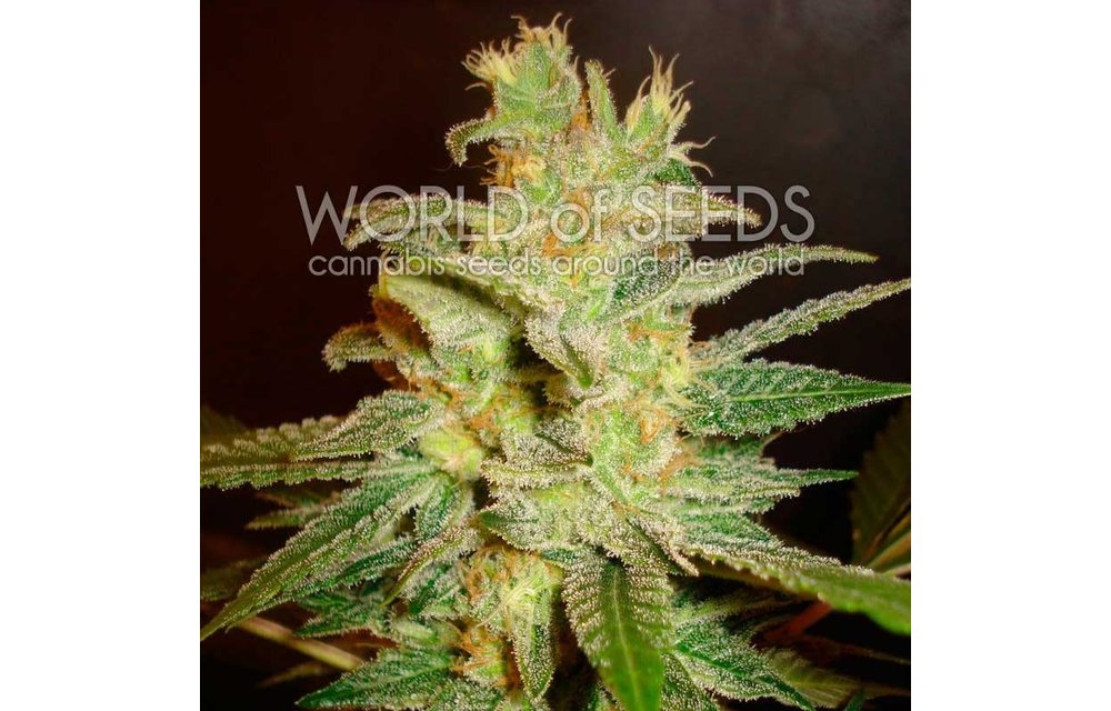 Northern Lights x Big Bud Fem 7 pk