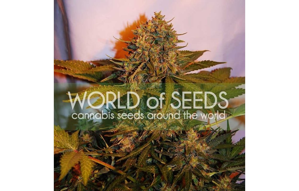 Northern Lights x Big Bud x Ryder Auto-Fem 7 pk