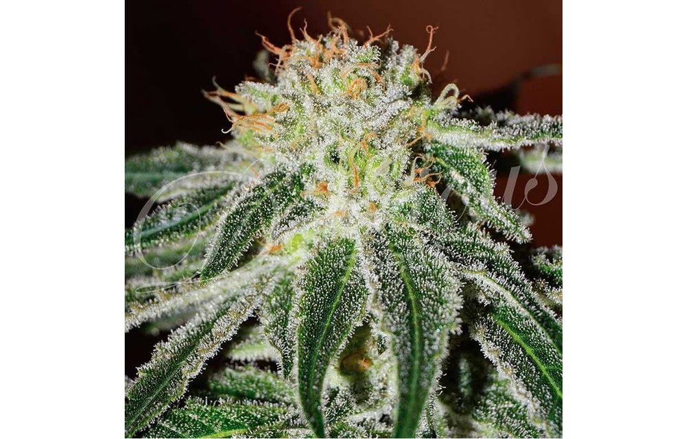 Black Russian Fem 5 pk