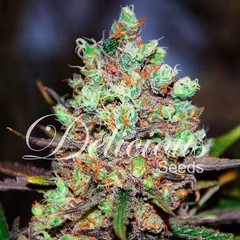 Feminized Sativa Seeds