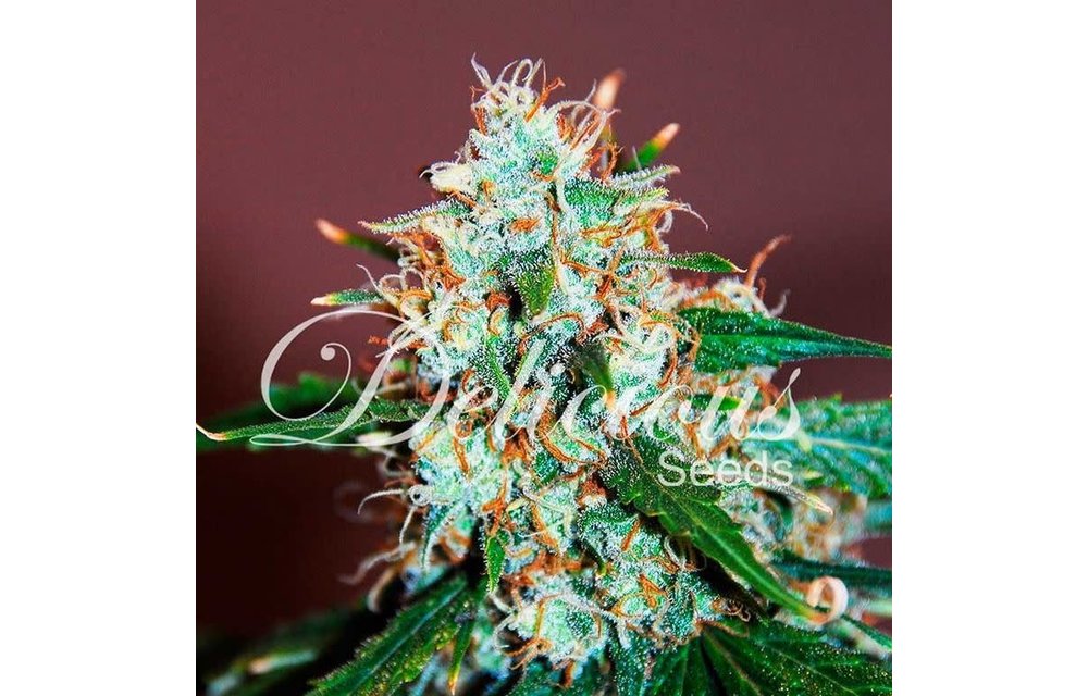 Critical Neville Haze 2.0 Fem 5 pk