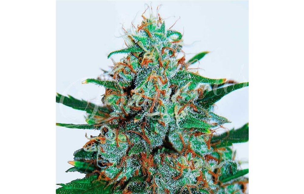 Critical Neville Haze Auto Fem 5 pk
