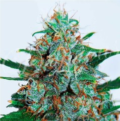 Sativa Auto Flower
