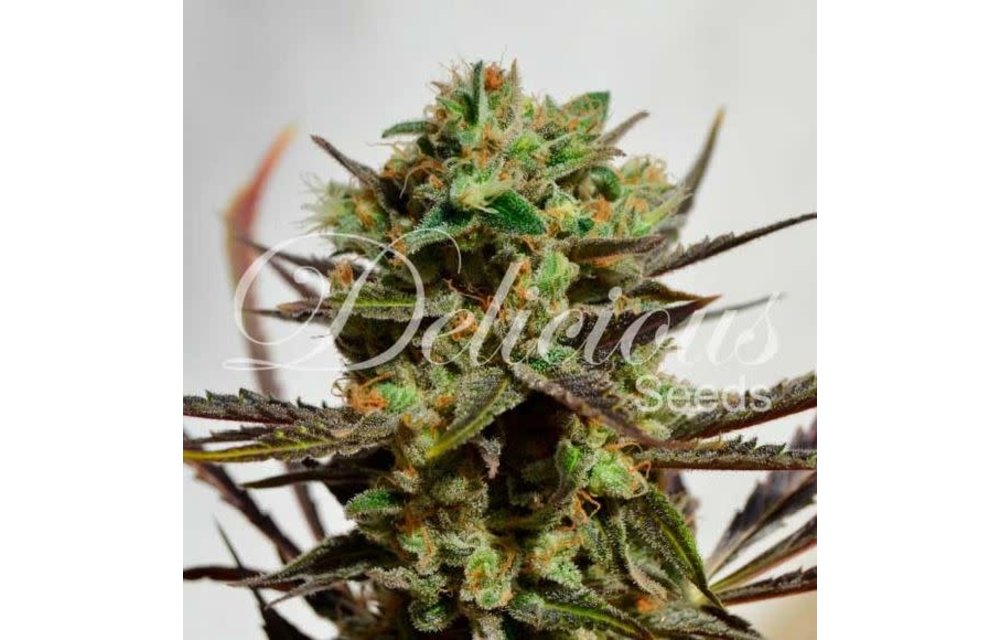 Delicious Candy Fem 5 pk