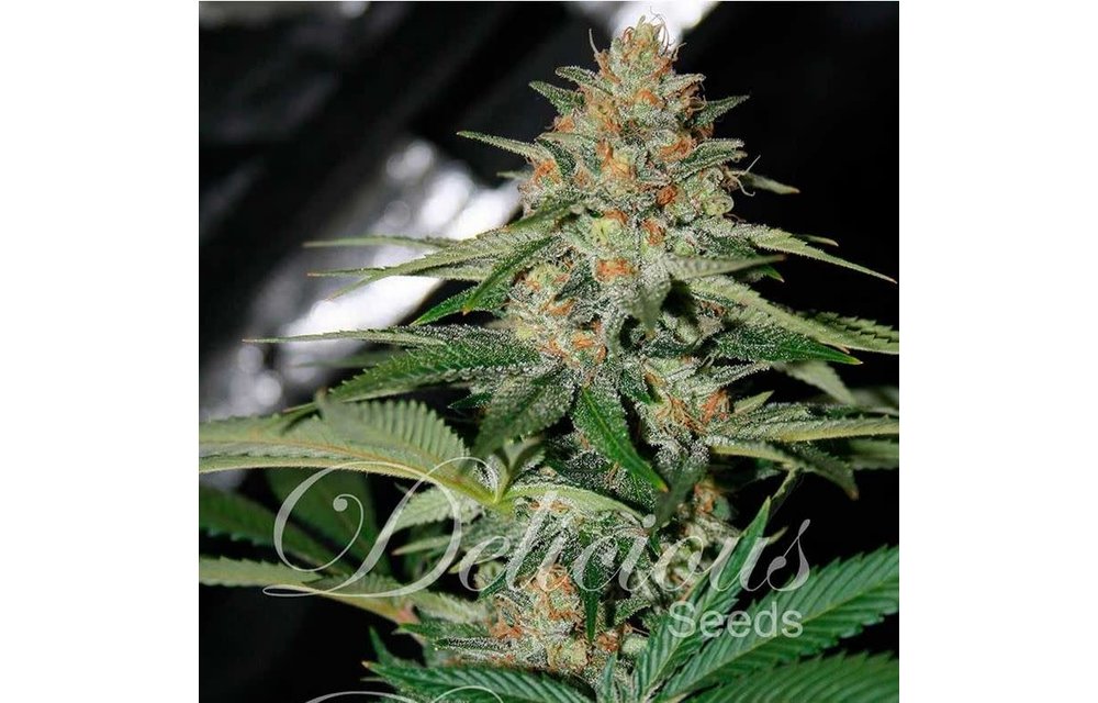 Delicious Candy Fem 5 pk