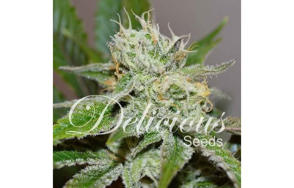 Original Juan Herer Fem 5 pk