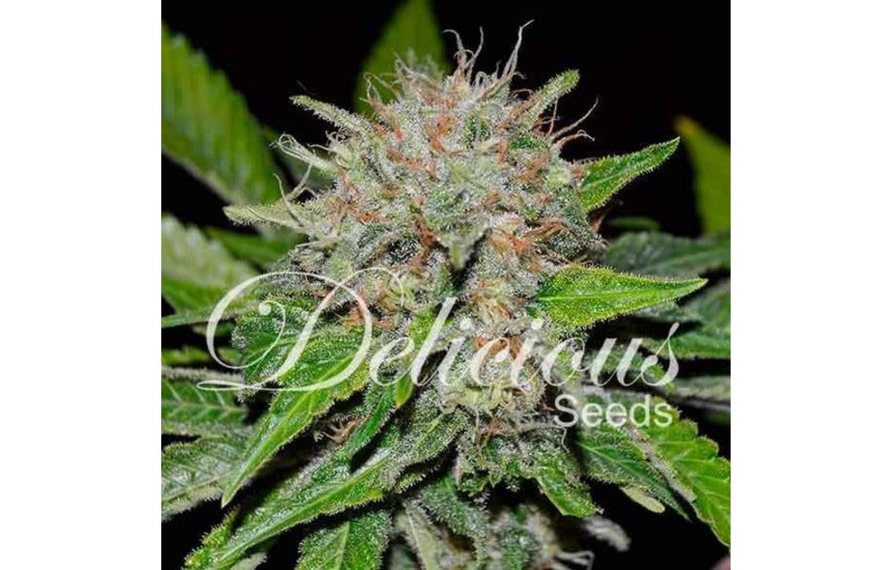 Deep Mandarin (CBD) Fem 5 pk