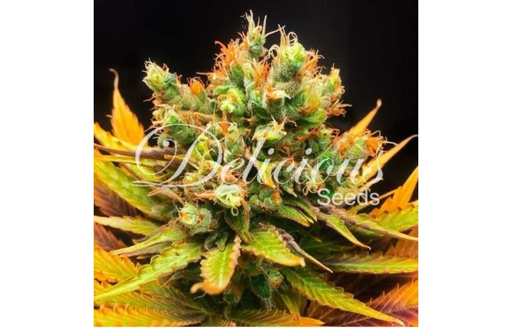 Honeybells (CBD) Fem 5 pk