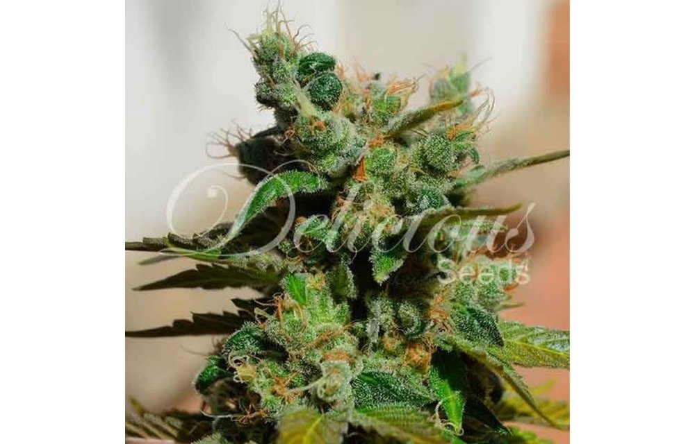 Honeybells (CBD) Fem 5 pk