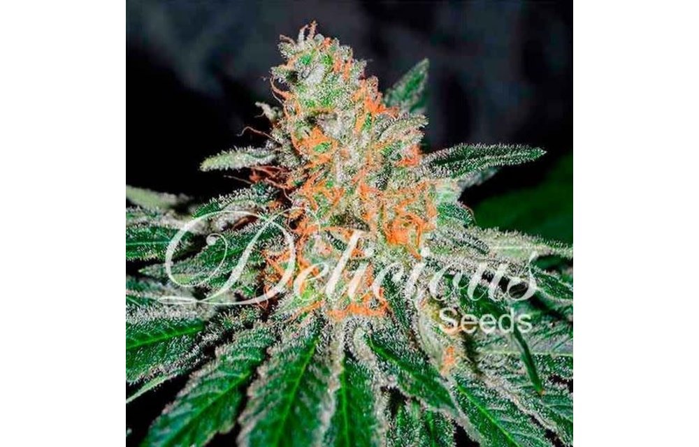 CBD Jam Fem 5 pk