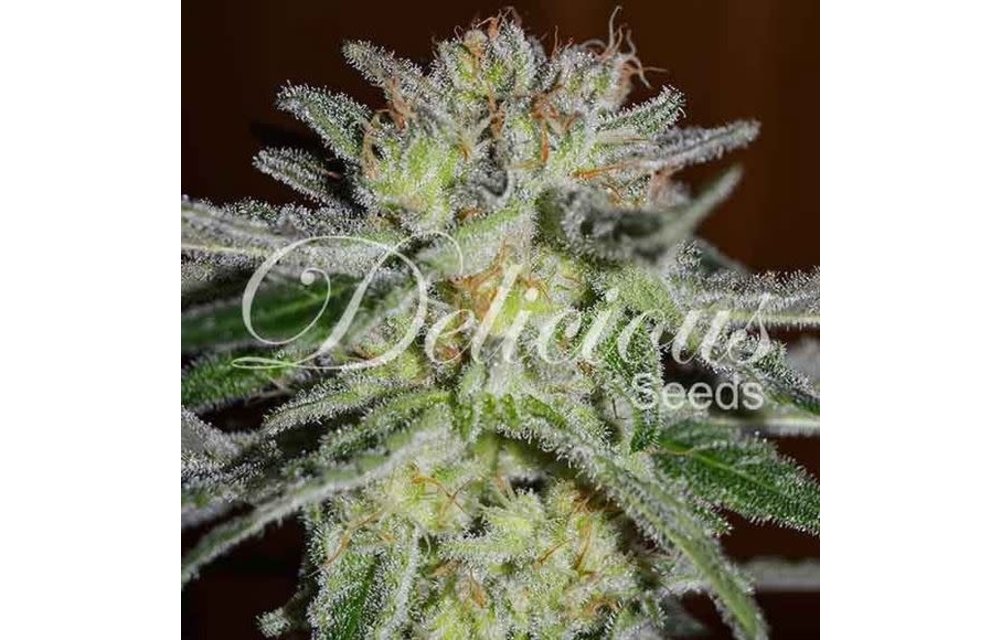 Northern Light Blue Fem 5 pk