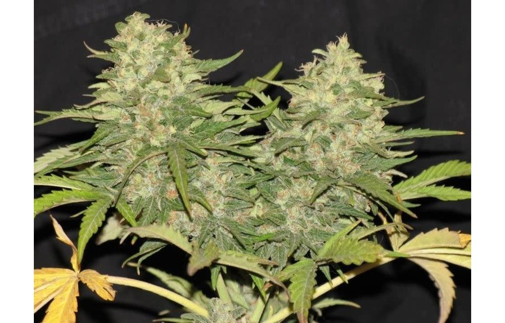Critical Super Silver Haze Fem 5 pk