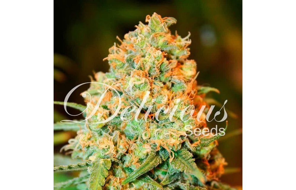 Critical Super Silver Haze Fem 5 pk