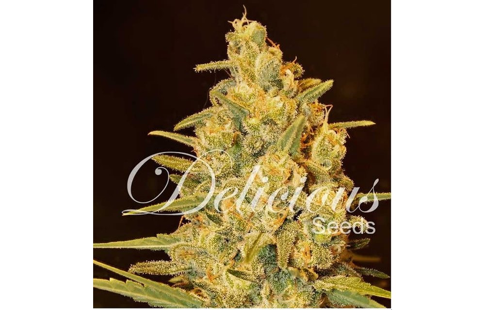 Critical Sensi Star Fem 5 pk
