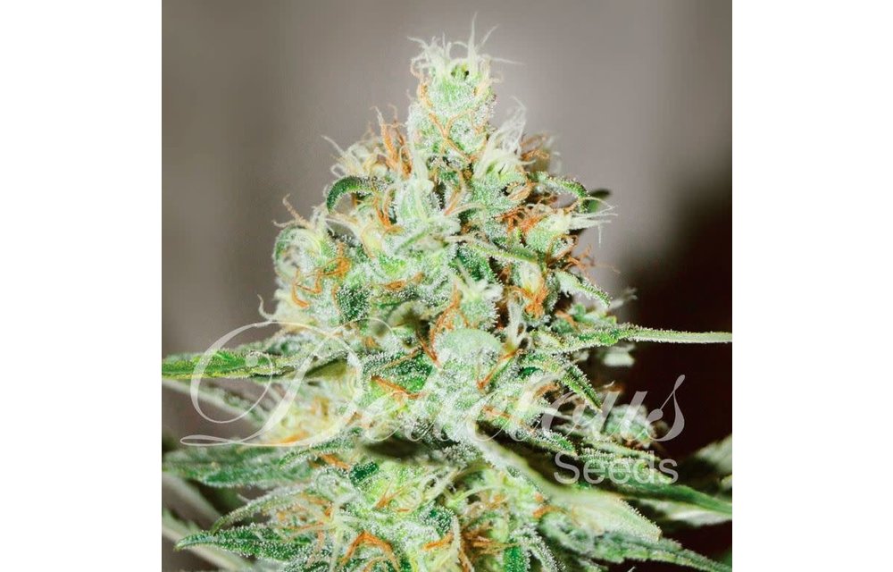 Jagg Kush Fem 5 pk