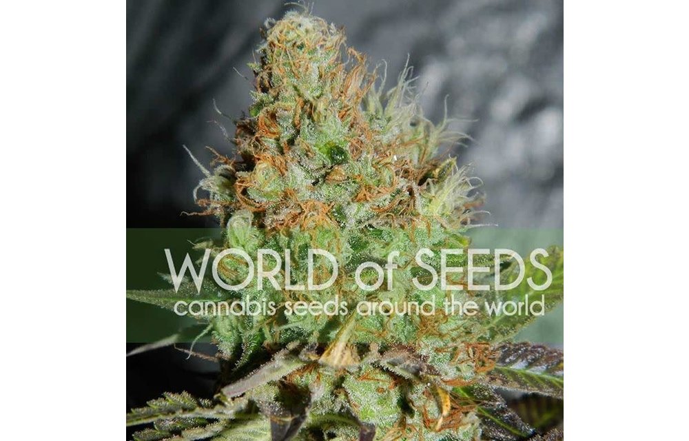 Afghan Kush Special Fem 7 pk