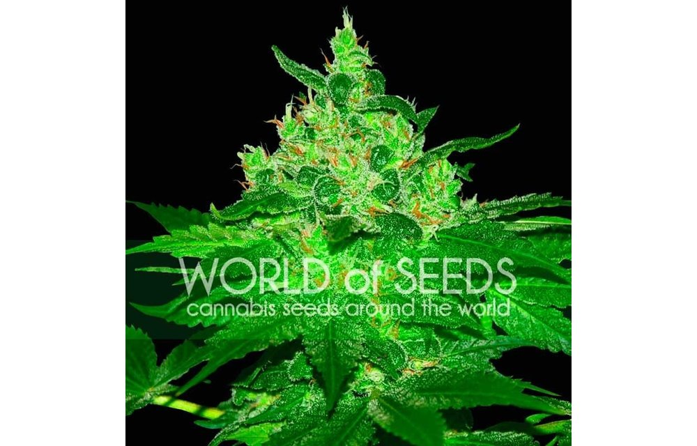 Afghan Kush Fem 7 pk