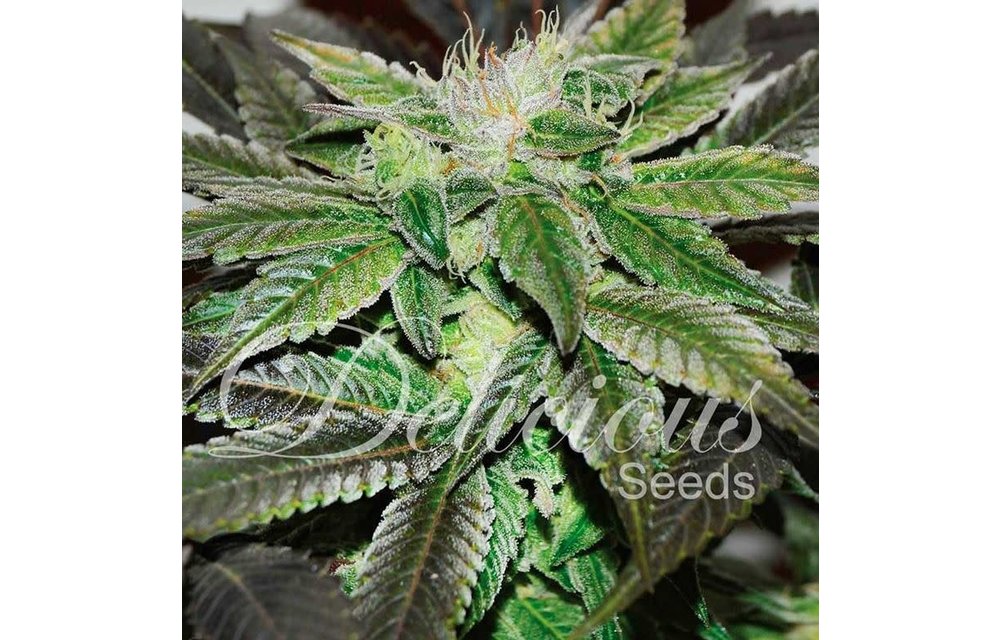 Sugar Candy Fem 5 pk