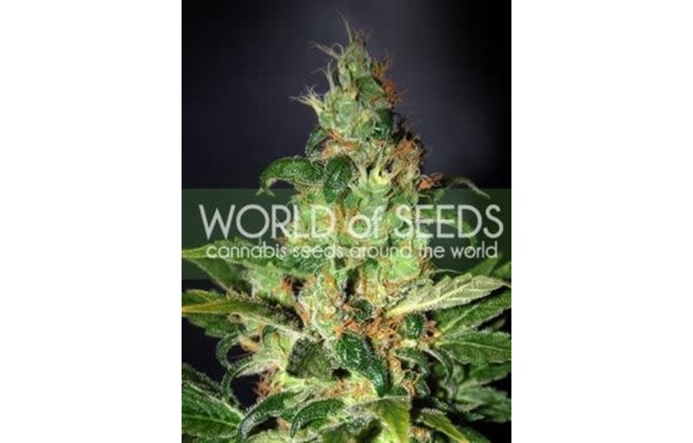 Chronic Haze Fem 7 pk