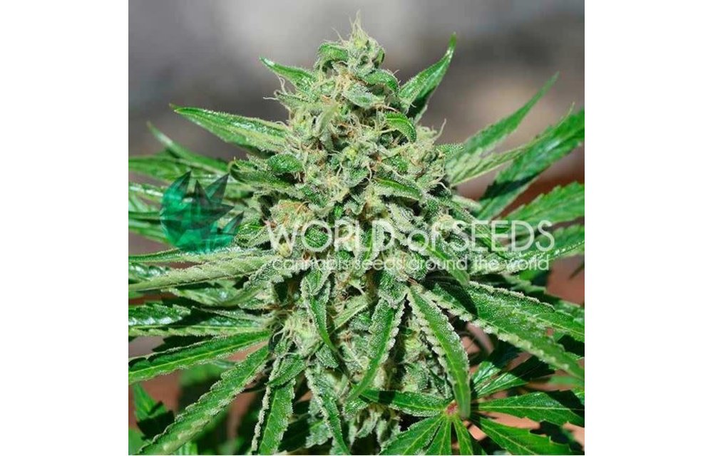 CBD Tonic Fem 7 pk