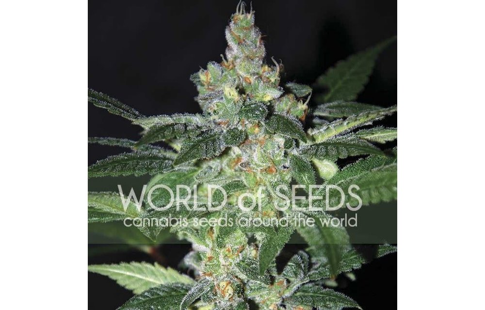 Amnesia Fem 7 pk