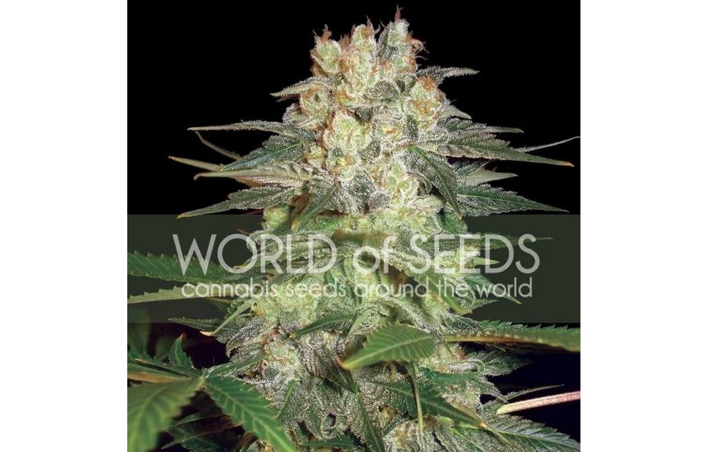 Afghan Kush Ryder Auto 7 pk