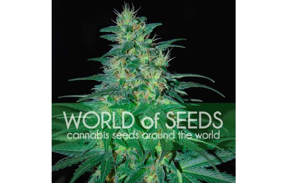 South African Kwazulu Fem 7 pk